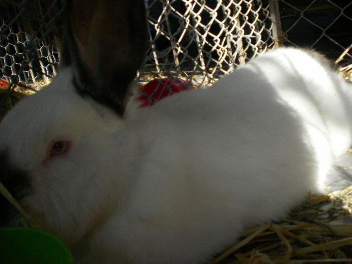 PA281245 - 0 INDAGRA BUCURESTI NOIEMBRIE 2015