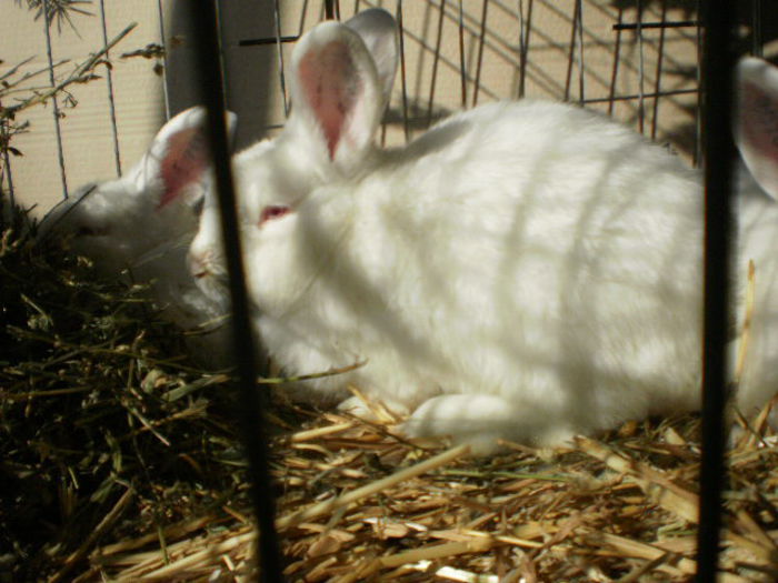 PA281248 - 0 INDAGRA BUCURESTI NOIEMBRIE 2015