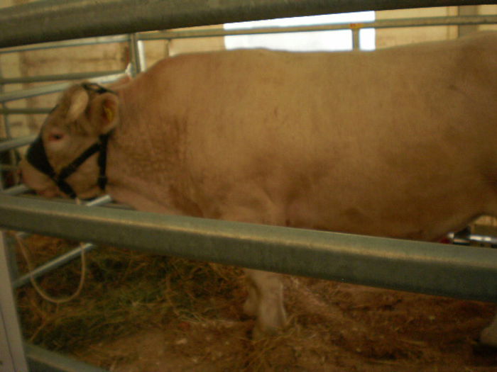 PA281296 - 0 INDAGRA BUCURESTI NOIEMBRIE 2015