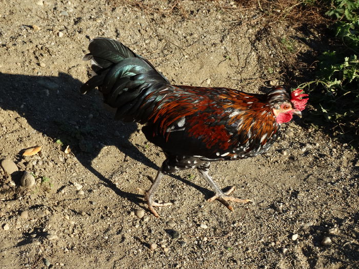 DSC04433 - Gaini 2015