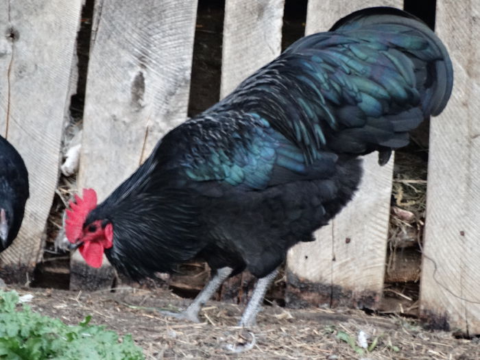 DSC04450 - Gaini 2015