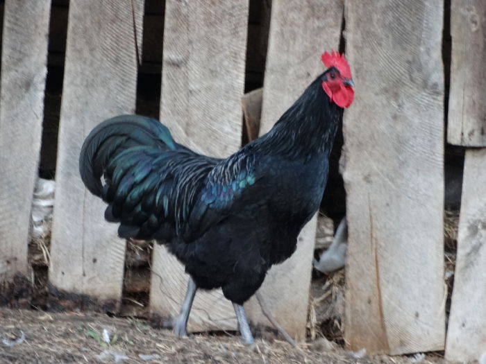 DSC04451 - Gaini 2015