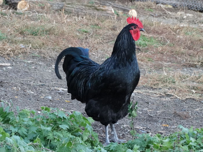 DSC04454 - Gaini 2015