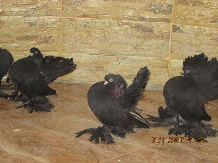 rostow negri 002