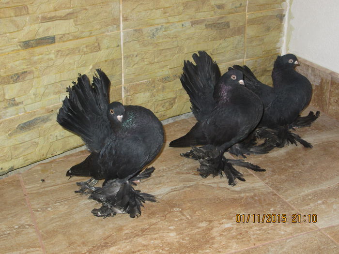 rostow negri 019