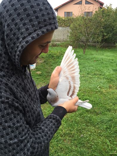 EU SI DEVOSUL; ARIPA DEVOSUL
