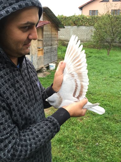 EU SI DEVOSUL; ARIPA DEVOSUL
