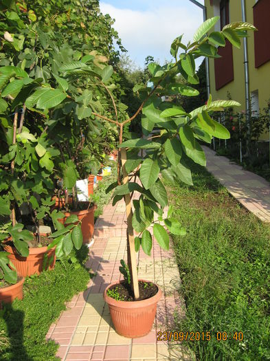 Picture 4603 - Guava - PSIDIUM GUAJAVA