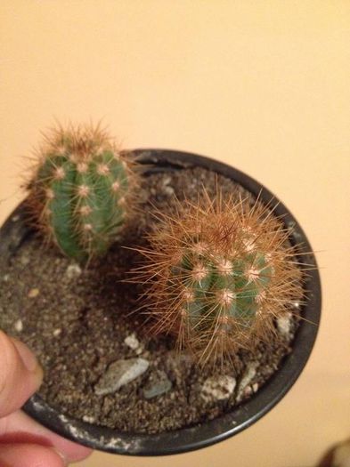 nr.6-cactus - CACTUSI rog identificare