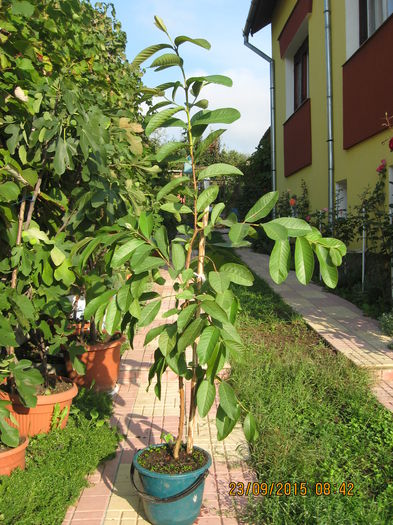 Picture 4604 - Guava - PSIDIUM GUAJAVA