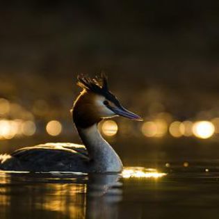 34147_b809f2541c6403361f308cd1dbcce62f_mdsq - BIRDS