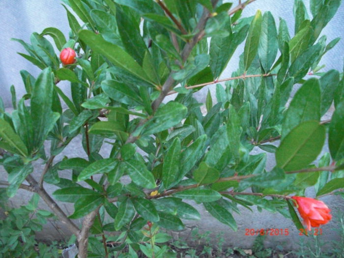 Trandafir Japonez de gradina de un an - Gradina Casa si Plante Rare sau Deosebite pentru Sanatate2