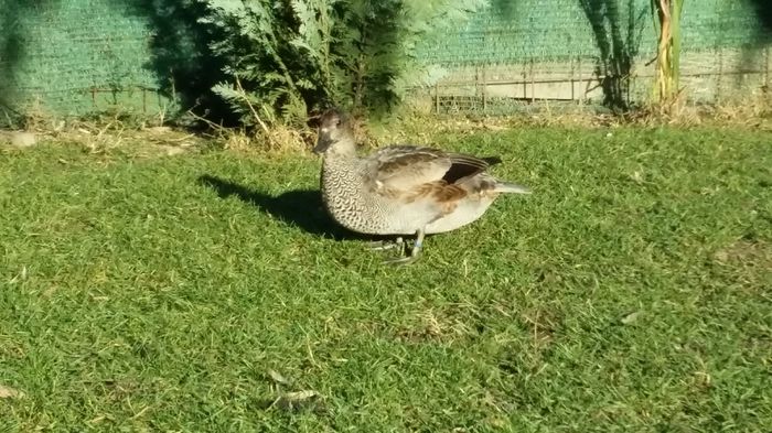 Mascul tineret in revenire