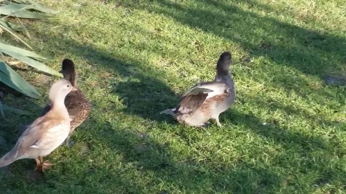 Pereche tineret 2015