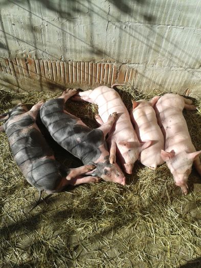 Pietrain-5sapt 1.11.2015 - Pietrain 26-09-2015