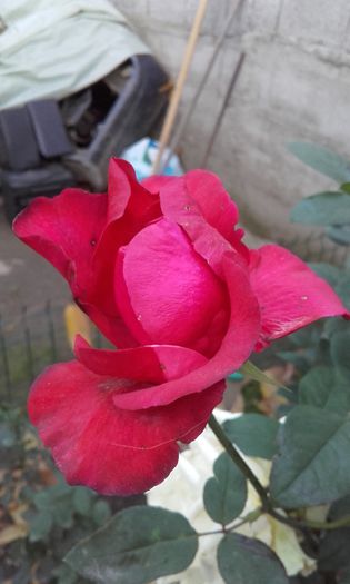 20151031_165800 - trandafiri 2015