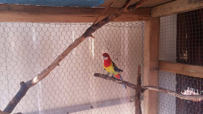 12197349_919171428162753_1334953885_o - Rosella