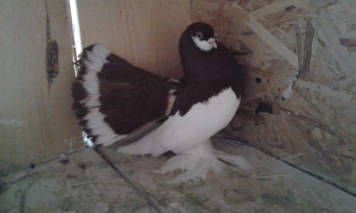 ( M) (2013) - campionul olteniei in 2015