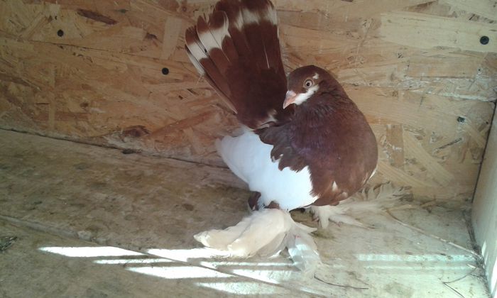 (F) EE 3219 ( 2015 )