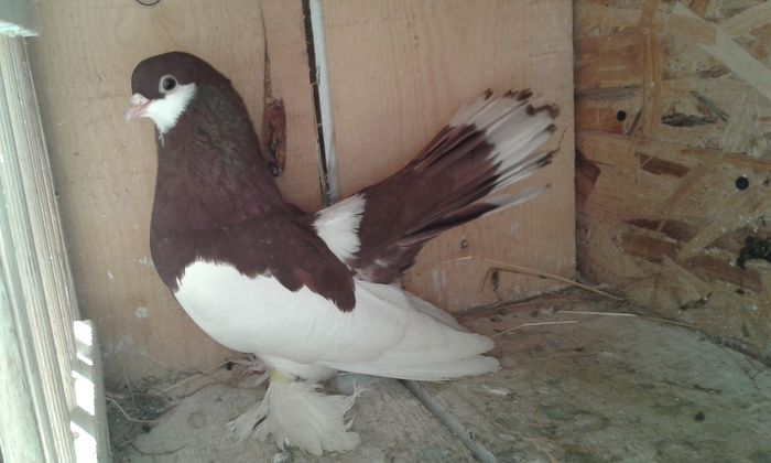 (M ) EE B 129 (2014)