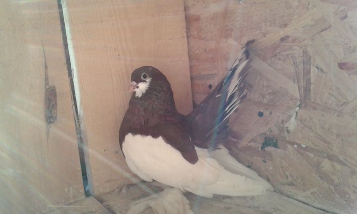 (M) EE 1413 ( 2013 )