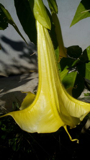 IMG_20151102_112820 - brugmansia 2015
