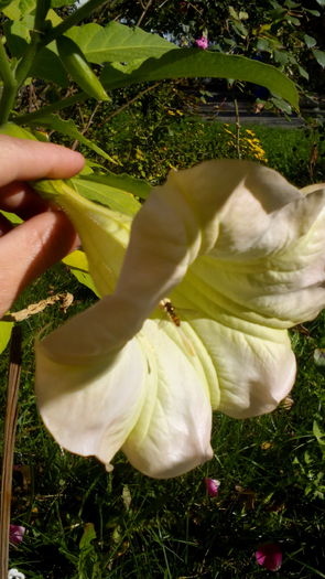 IMG_20151102_112919 - brugmansia 2015