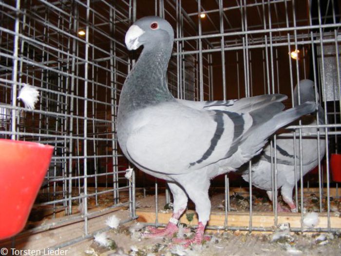 8. 1,0-2009 Blau mit schwarzen Binden