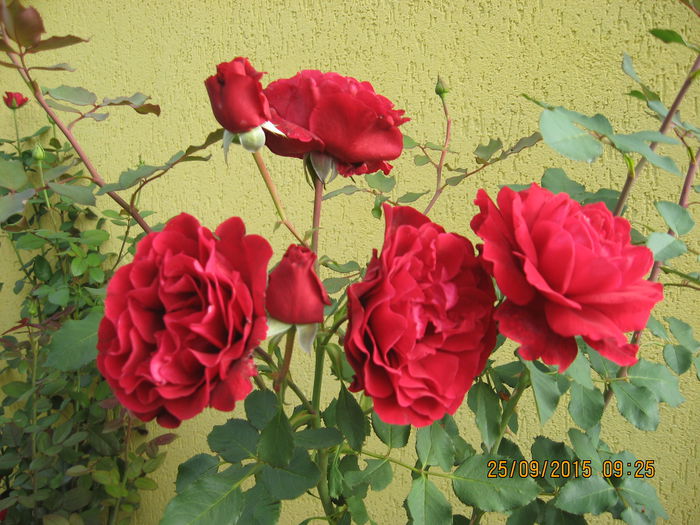 Picture 4637