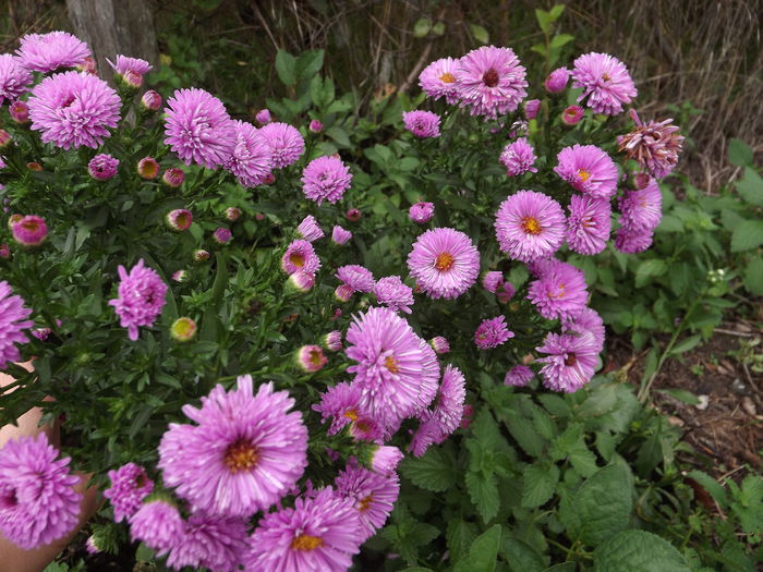 DSCF4362 - Aster