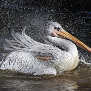 34961_a15e50121674e028734f4f263090e85b_mdsq - BIRDS