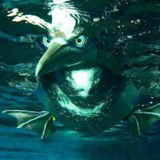 35604_96f1e19db3d29bc768bafdf23a99ebbc_mdsq - BIRDS