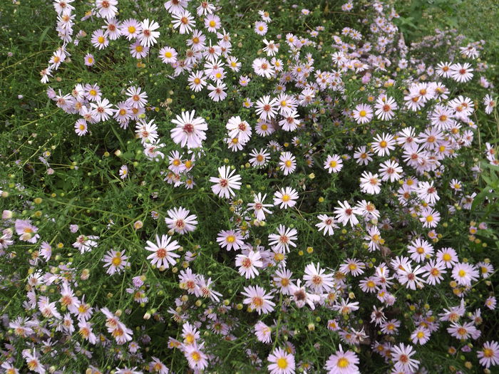 DSCF4368 - Aster