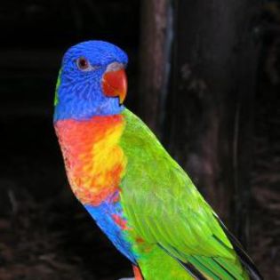 35865_82ce8fea4f7c425dde1f9425fd08e629_mdsq - BIRDS