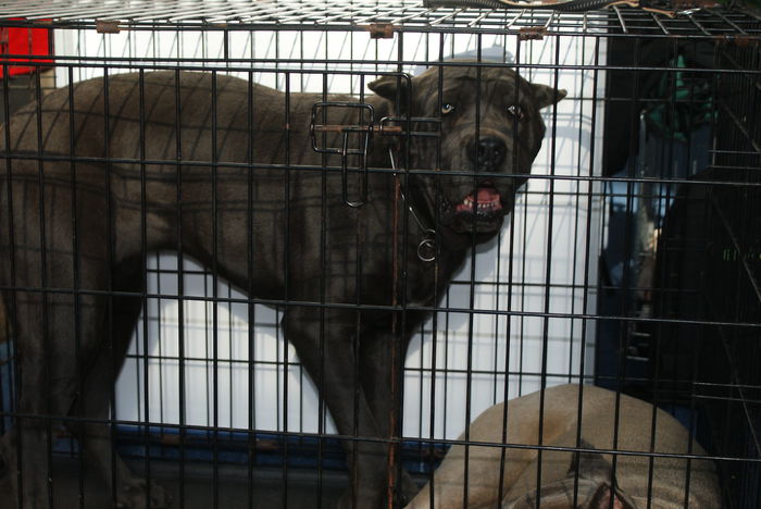 DSC00643 - CACIB Craiova 30 10 2015