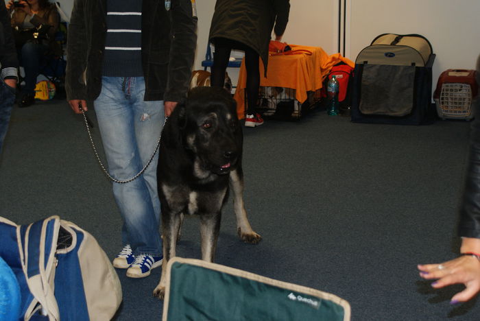 DSC00695 - CACIB Craiova 30 10 2015