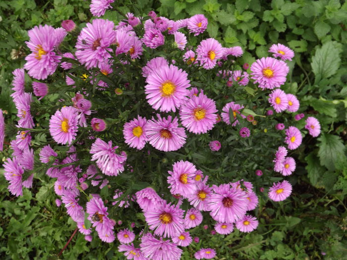 DSCF4370 - Aster