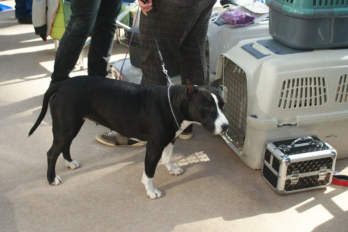 DSC00780 - CACIB Craiova 30 10 2015