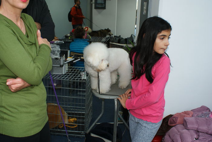 DSC00789 - CACIB Craiova 30 10 2015