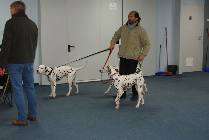 DSC00801 - CACIB Craiova 30 10 2015