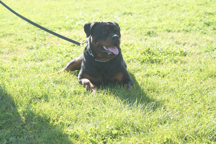 DSC00764 - Expo rottweiler Danubius Klub Romania