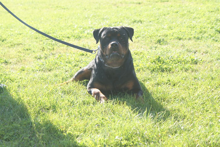 DSC00765 - Expo rottweiler Danubius Klub Romania