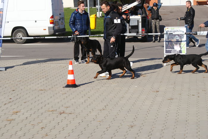 DSC00831 - Expo rottweiler Danubius Klub Romania