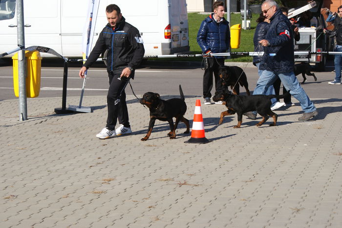 DSC00832 - Expo rottweiler Danubius Klub Romania