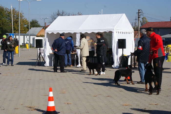 DSC00837 - Expo rottweiler Danubius Klub Romania