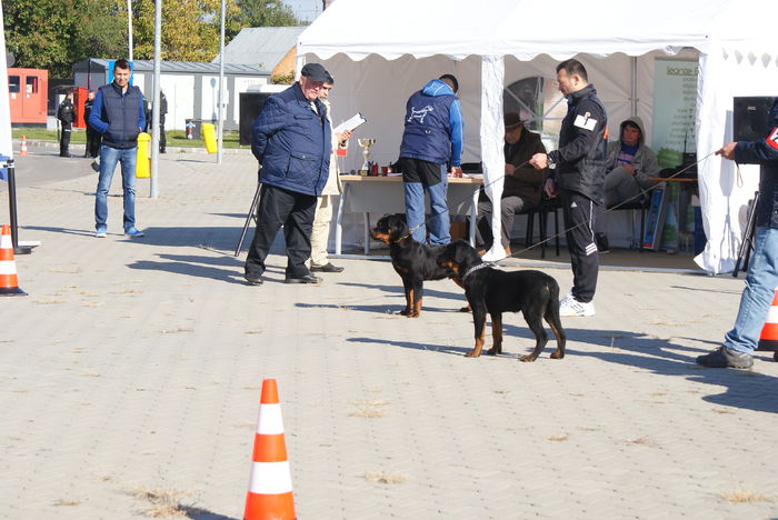 DSC00839 - Expo rottweiler Danubius Klub Romania