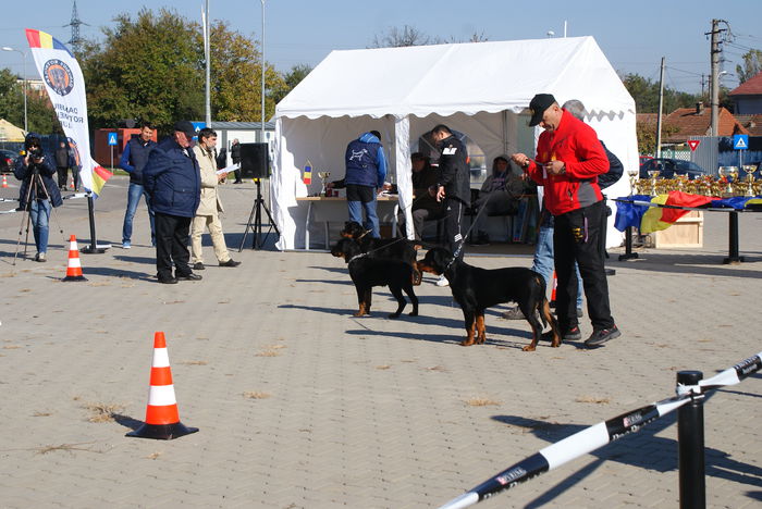 DSC00843 - Expo rottweiler Danubius Klub Romania