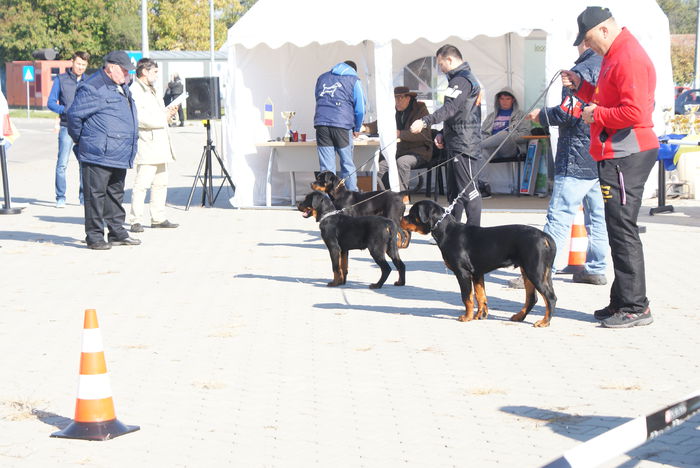 DSC00844 - Expo rottweiler Danubius Klub Romania