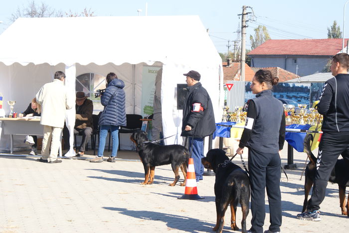 DSC00911 - Expo rottweiler Danubius Klub Romania