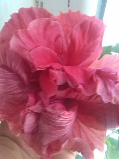 IMG_20151101_123628 - hibiscus ciclam